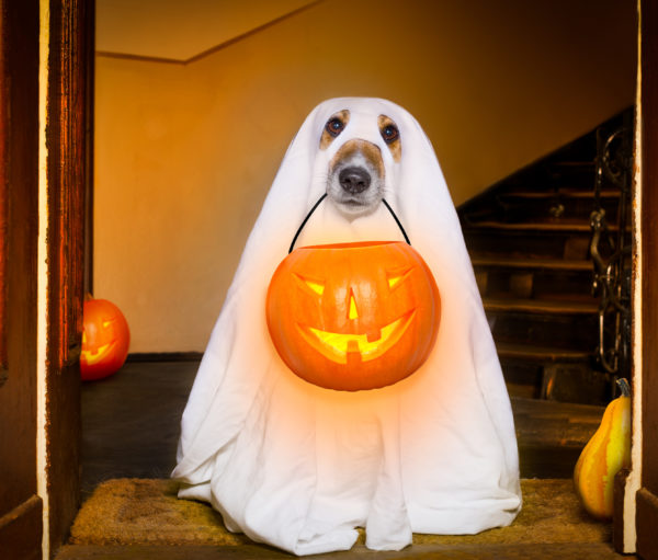dog sit as a ghost for halloween in front of the door at home entrance with pumpkin lantern in his mouth